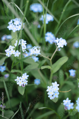 Meadow plant background: blue little flowers - forget-me-not close up and green grass. Shallow DOF