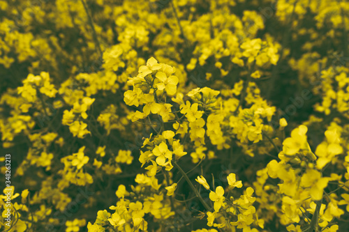 yellow flowers background