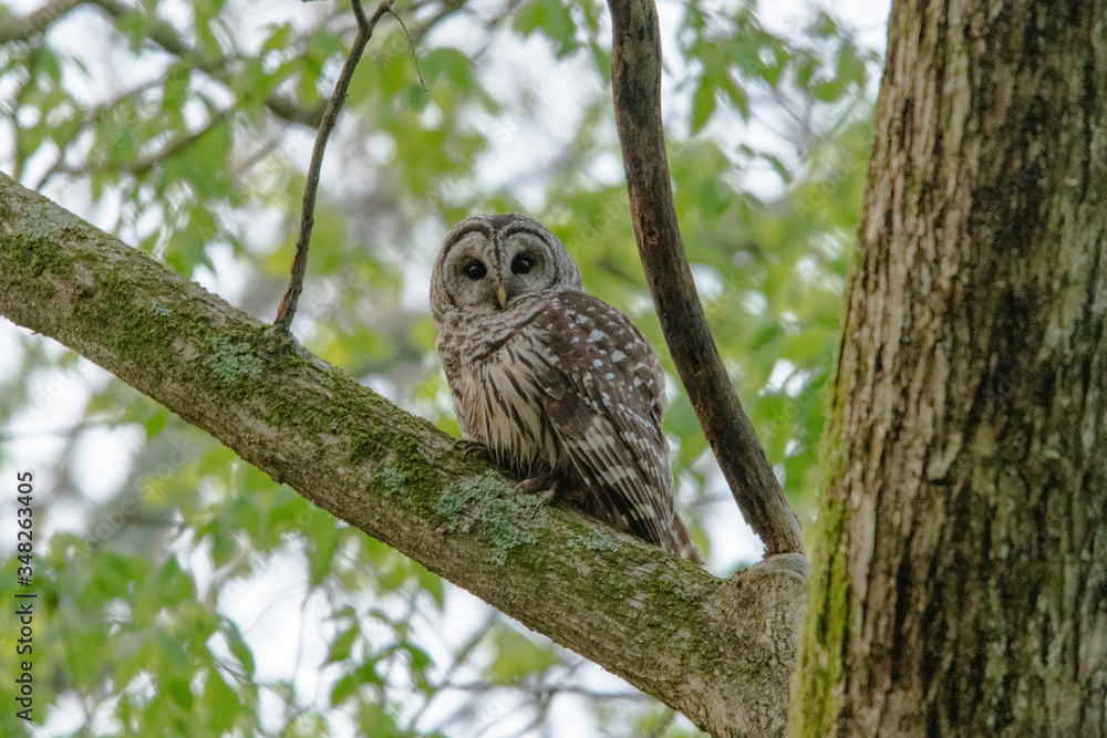 Barred Owl watching you Barred Owl watching you