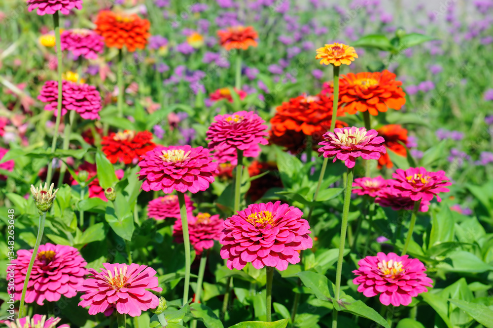 Colorful Zinnia flowers in the garden. Summer milti colored background.Sunny weather Colorful Zinnia flowers in the garden. Summer milti colored background.Sunny weather