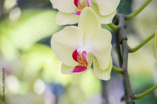 Beautiful Phalaenopsis Orchid flower blooming in garden floral background