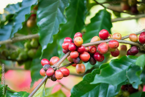 Fresh coffee beans on tree branches