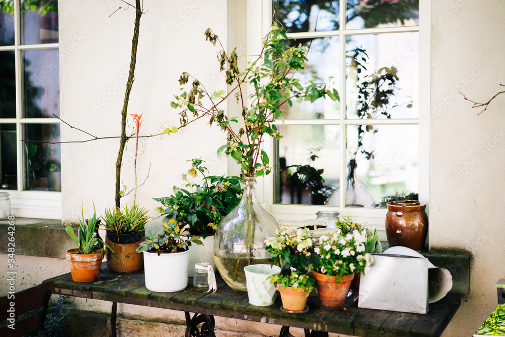photo of plant on a table in the garden photo of plant on a table in the garden