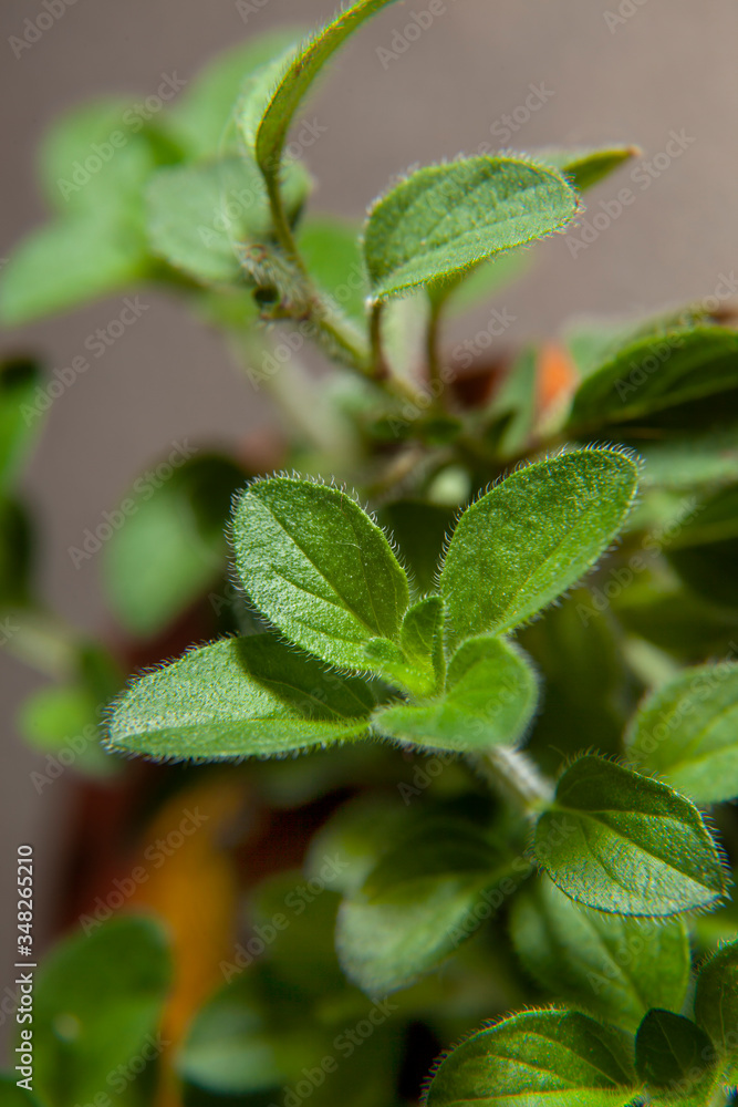 Close up of Origano herbs growing in terracotta pot ready to be harvested. Close up of Origano herbs growing in terracotta pot ready to be harvested.