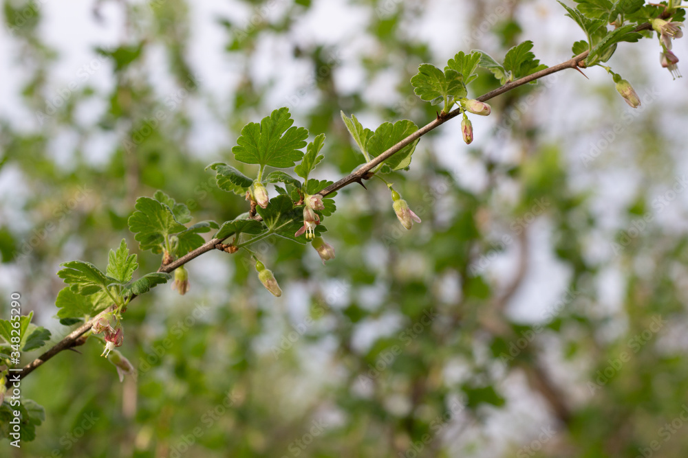 Blooming gooseberry bush flowers in garden with blue sky Blooming gooseberry bush flowers in garden with blue sky