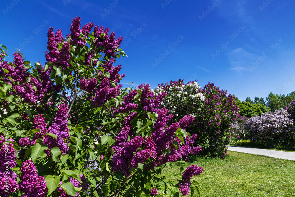 Obraz premium Lilac garden in Moscow on a sunny spring day. Russia