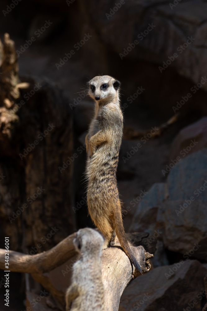 Fototapeta premium meerkat on the lookout