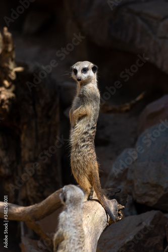 meerkat on the lookout © Jakub