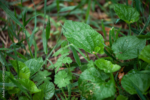 Wallpaper Mural Plantago major (Plantago, Plantain, fleaworts) and drop rain Torontodigital.ca