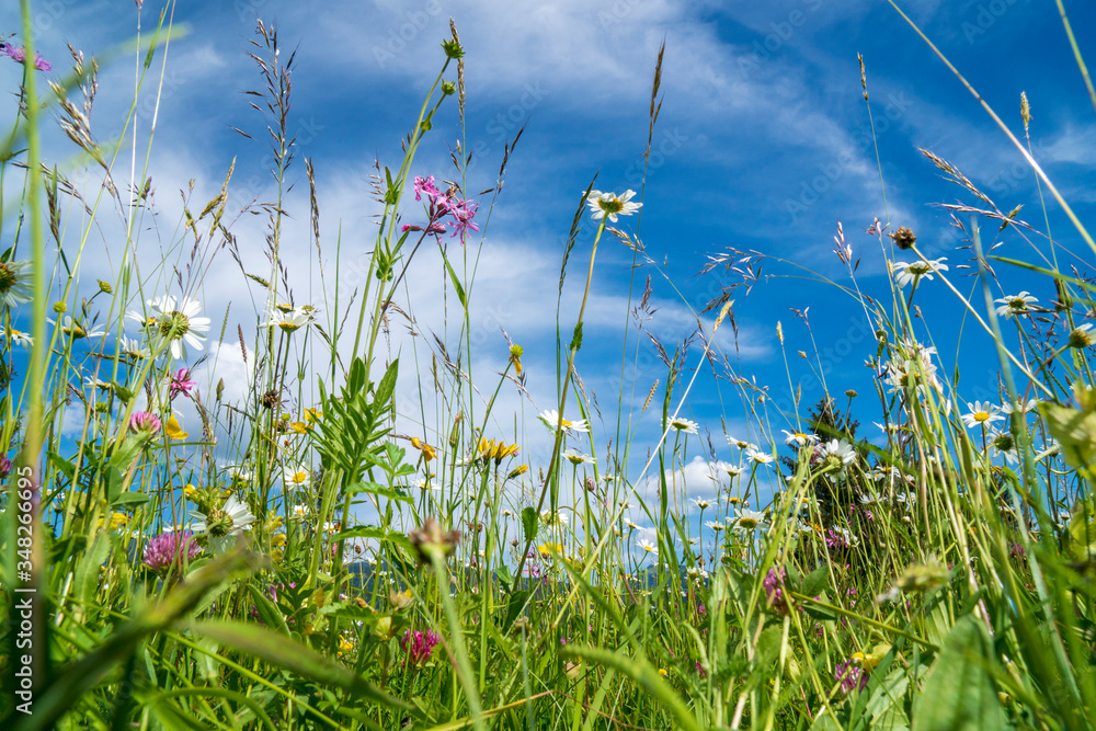 close-up of blooming flowers in meadow at spring close-up of blooming flowers in meadow at spring