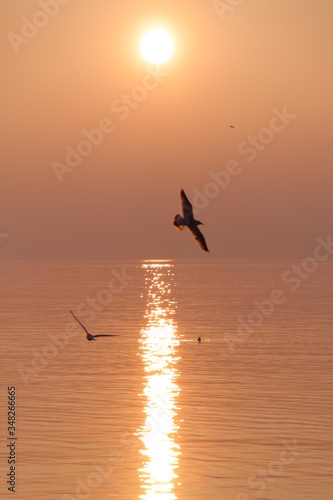 Seagulls Flying over Shimmering Lake at Sunset