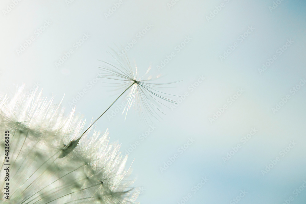 © renatados - Dandelion close up isolated in nice warm background. Macro photo