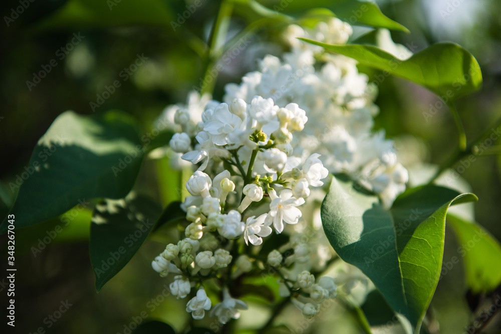 Spring branch of lilac flowers trees. Sunny day in garden outdoors. Spring branch of lilac flowers trees. Sunny day in garden outdoors.