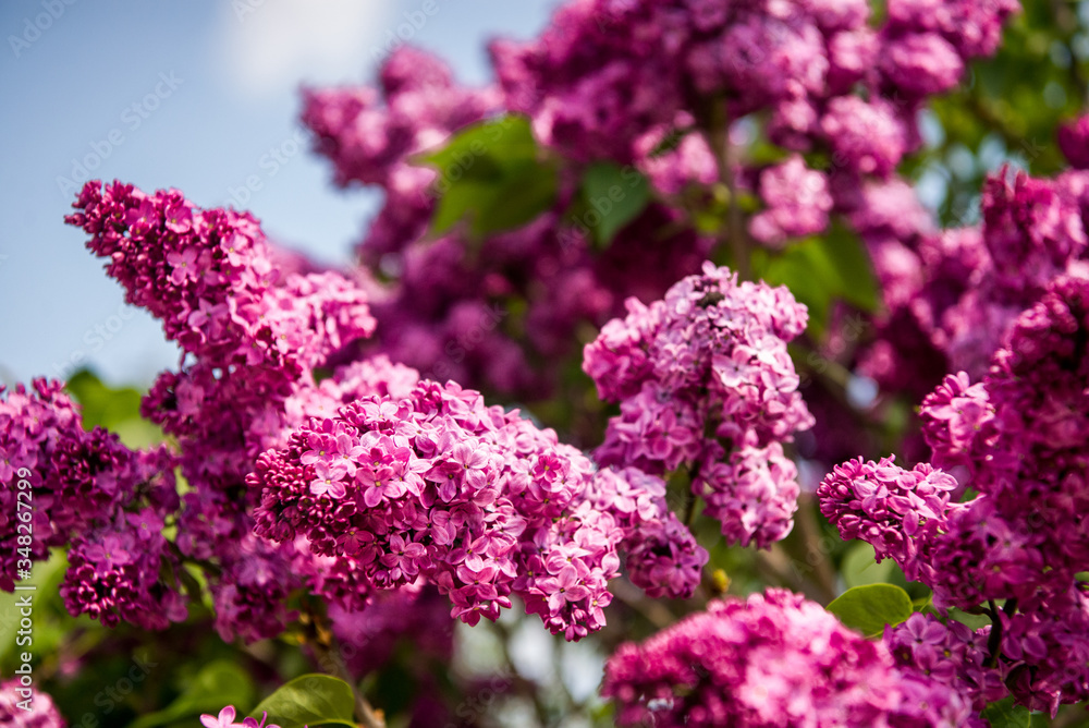 Spring branch of lilac flowers trees. Sunny day in garden outdoors. 