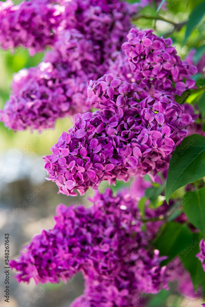 Spring branch of lilac flowers trees. Sunny day in garden outdoors. Spring branch of lilac flowers trees. Sunny day in garden outdoors.