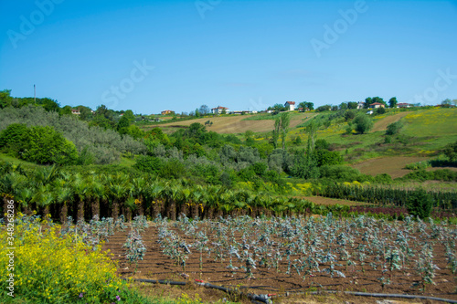 flowers, huts and trees grown in the garden