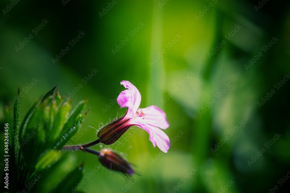 Blüte Blüte