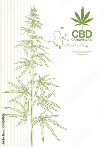Hemp, Cannabis plant. Template, poster, card, good for product label. Vector illustration in light green colors.