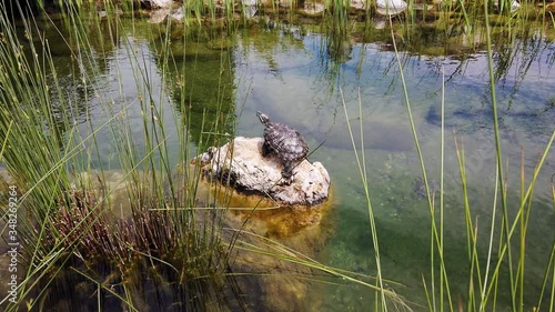 water turtleon stone in pond. photo