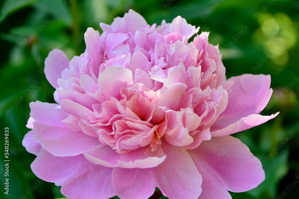 Pink peony in the flowering garden close-up
