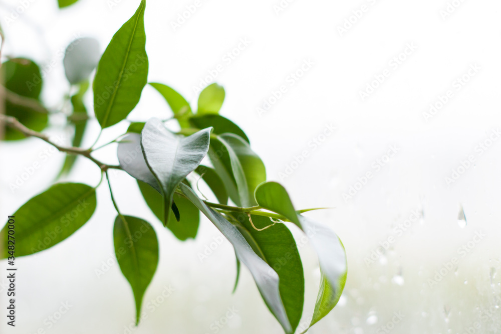 A tree branch on the windowsill. Nature. Green tree. A tree branch on the windowsill. Nature. Green tree.