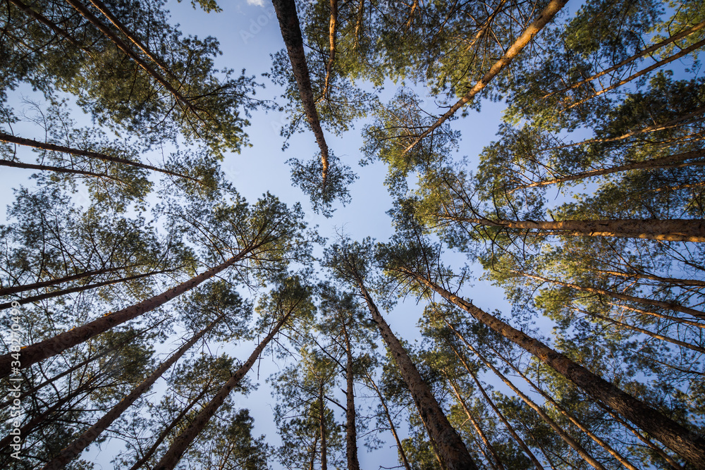 Fototapeta premium Pine forest under cloudy blue sky bottom view.Evening in a pine forest. The rays of the sun on the trees. bottom view