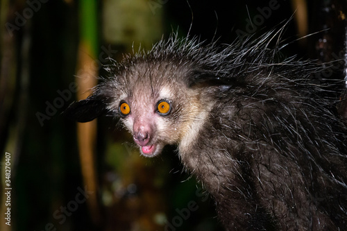The rare Aye-Aye lemur that is only nocturnal