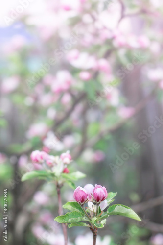 Wallpaper Mural Pink flowers of apple tree. Blooming apple tree. Delicate flowering in the spring. Torontodigital.ca