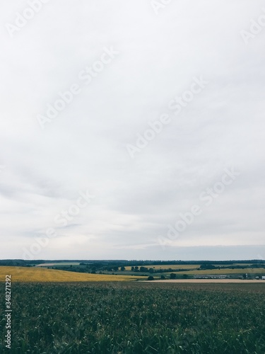 wheat field under the sky with clouds