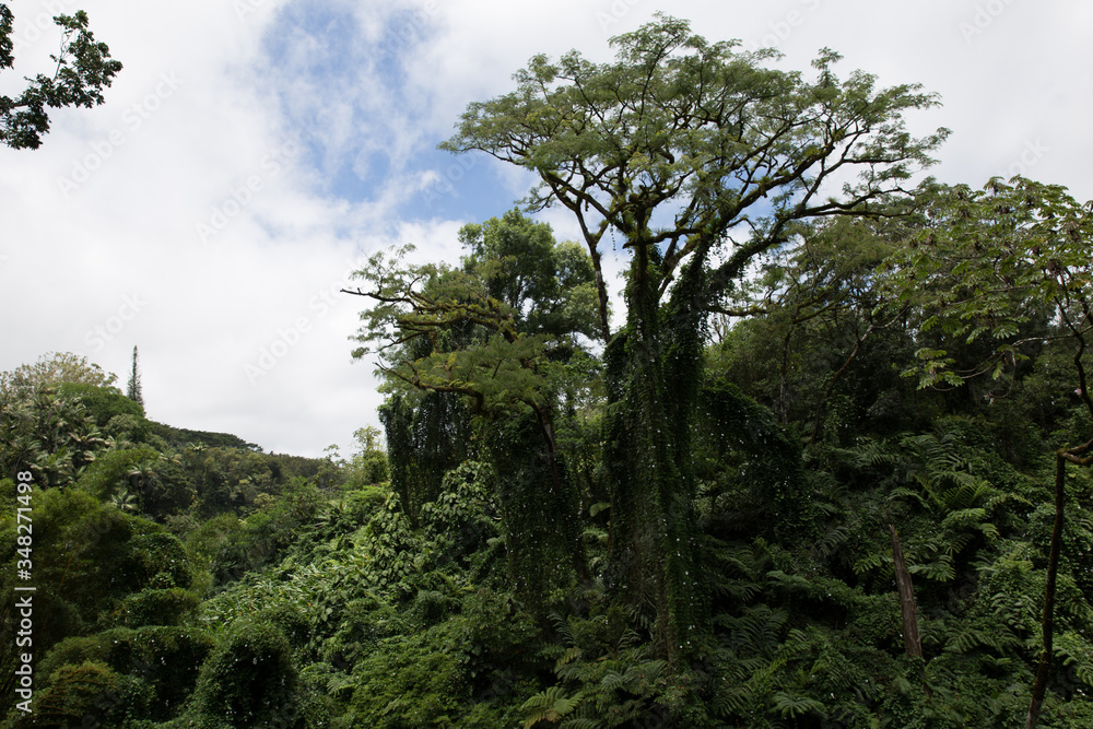 trees in the forest