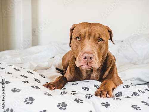Lovable, pretty puppy of chocolate color. Close-up, indoor. Day light. Concept of care, education, obedience training, raising pets