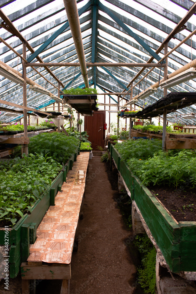 vegetable seedlings in a greenhouse vegetable seedlings in a greenhouse
