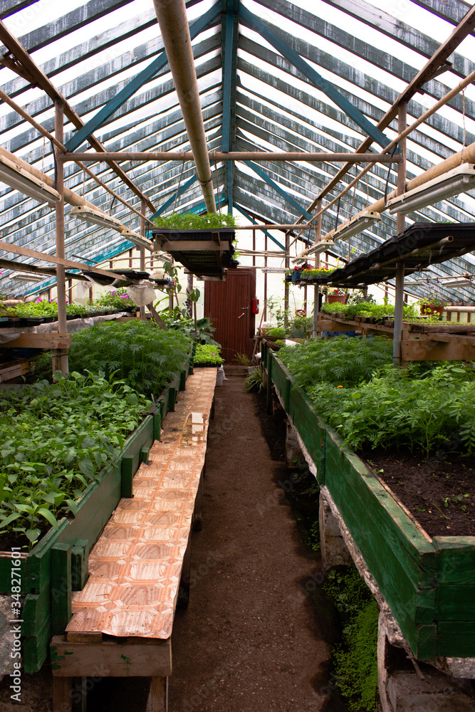 vegetable seedlings in a greenhouse