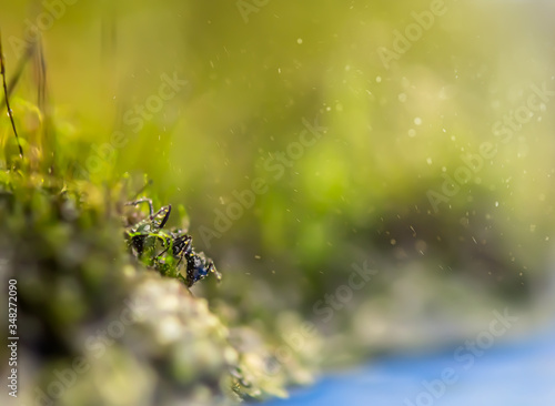 macro picture, black ant Messor in grass near the river