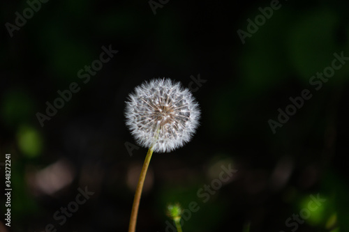 Dandelion on black background with green spots