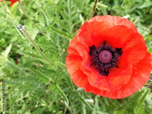 red flower