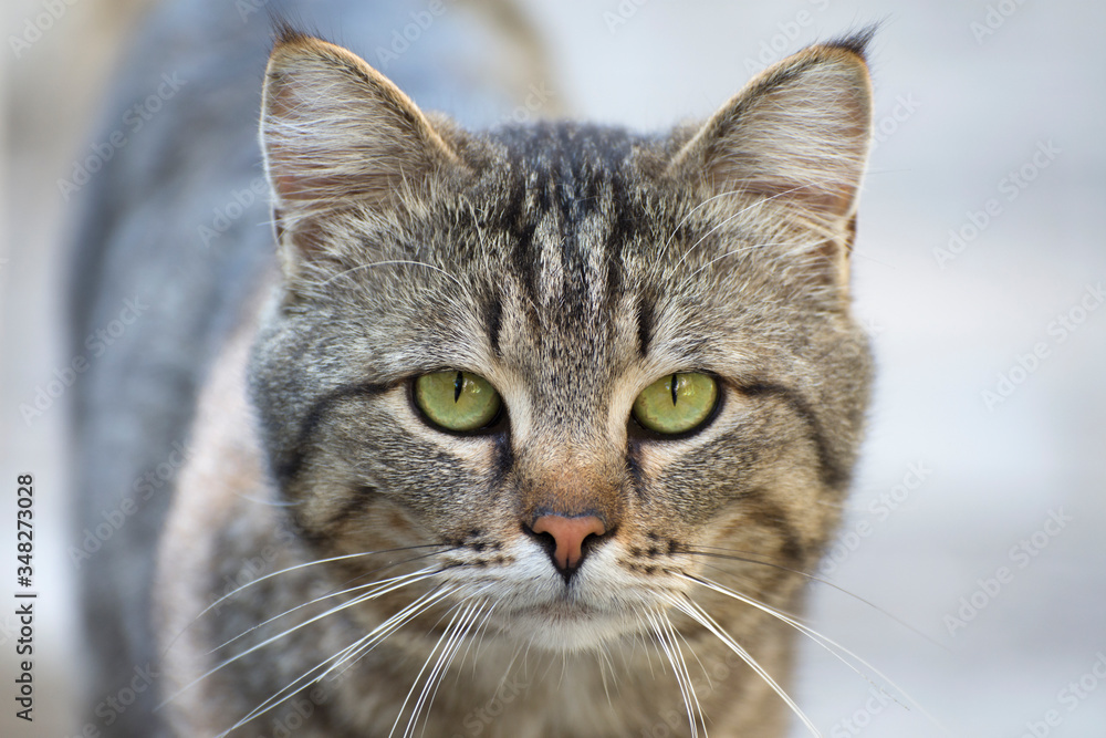 A stray cat looks angrily at the camera. Caring for homeless animals.
