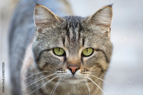 A stray cat looks angrily at the camera. Caring for homeless animals. © imartsenyuk