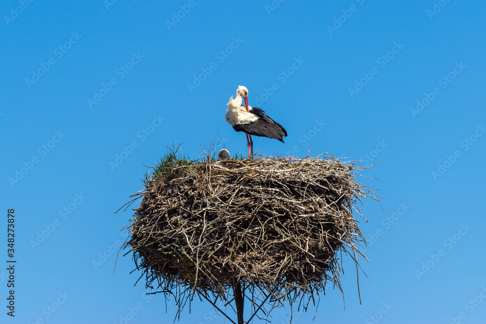 Fototapeta premium Two white stork on the nest in the spring