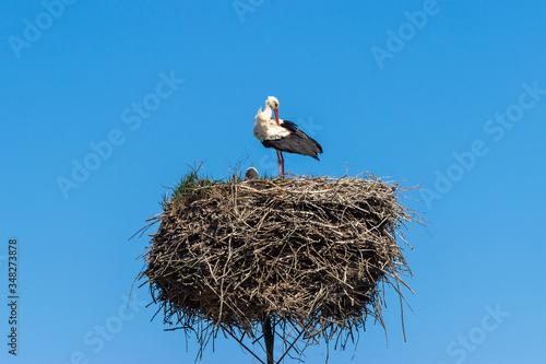 Two white stork on the nest in the spring
