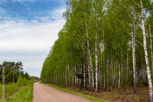 Fototapeta Naklejka Na Ścianę i Meble -  Wiosna w brzozowym zagajniku. Wiosenna zieleń, Podlasie, Polska
