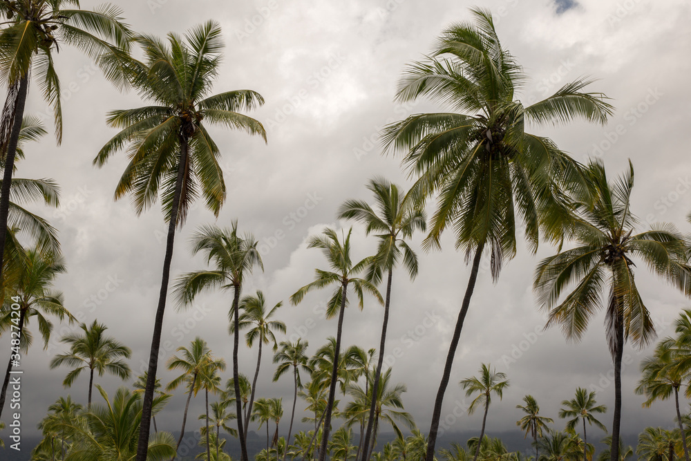 palm trees on the beach palm trees on the beach