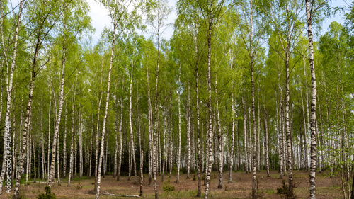 Fototapeta Naklejka Na Ścianę i Meble -  Wiosna w brzozowym zagajniku. Wiosenna zieleń, Podlasie, Polska