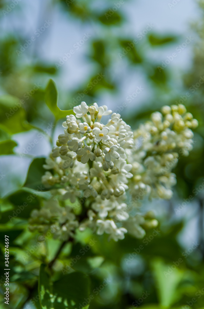 White lilac flower White lilac flower