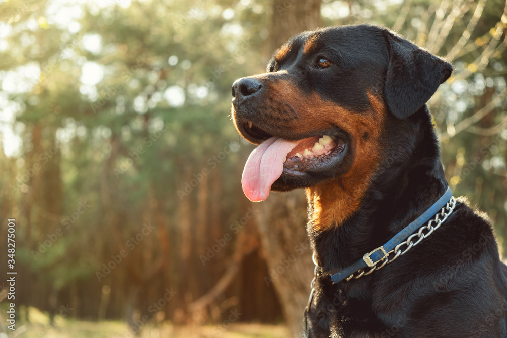 Breed dog - Rottweiler in coniferous forest close-up on a sunny day