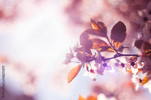 spring flower sun tree pink