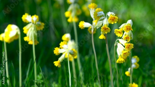 Cowslip flowers moving in wind, Sweden