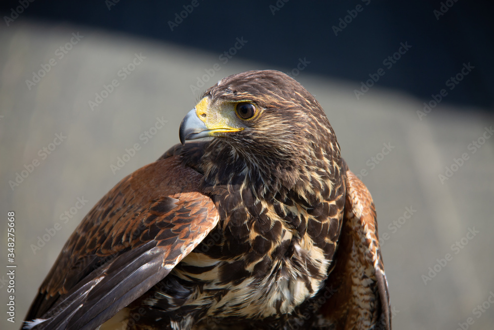 Naklejka premium Head from a brown buzzard closeup one eye. Predator in nature and wild animal.