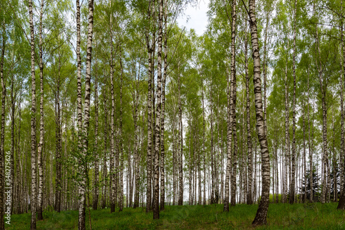 Fototapeta Naklejka Na Ścianę i Meble -  Wiosna w brzozowym zagajniku. Wiosenna zieleń, Podlasie, Polska