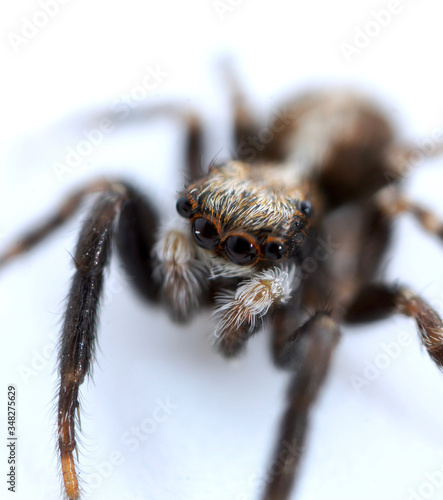 Super close up macro of Pseudeuophrys lanigera, a species of jumping spider (family Salticidae) that is distributed throughout Europe, mostly found inside buildings.